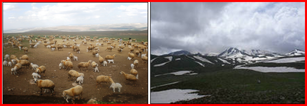 Yayla
